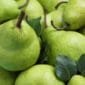 Many fresh ripe pears as background, closeup