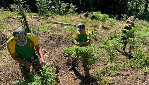 Satgas Pamtas Yonarmed 11 Kostrad Panen Cabe