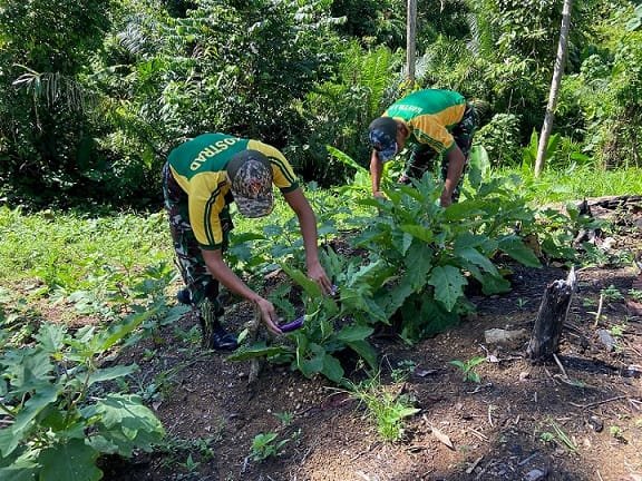 Satgas Pamtas Yonarmed 11 Kostrad Panen Terong