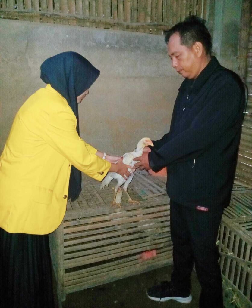Peternak Ayam Kampung di Muara Penimbung Penelitian Aida Sari Mahasiswi Unsri