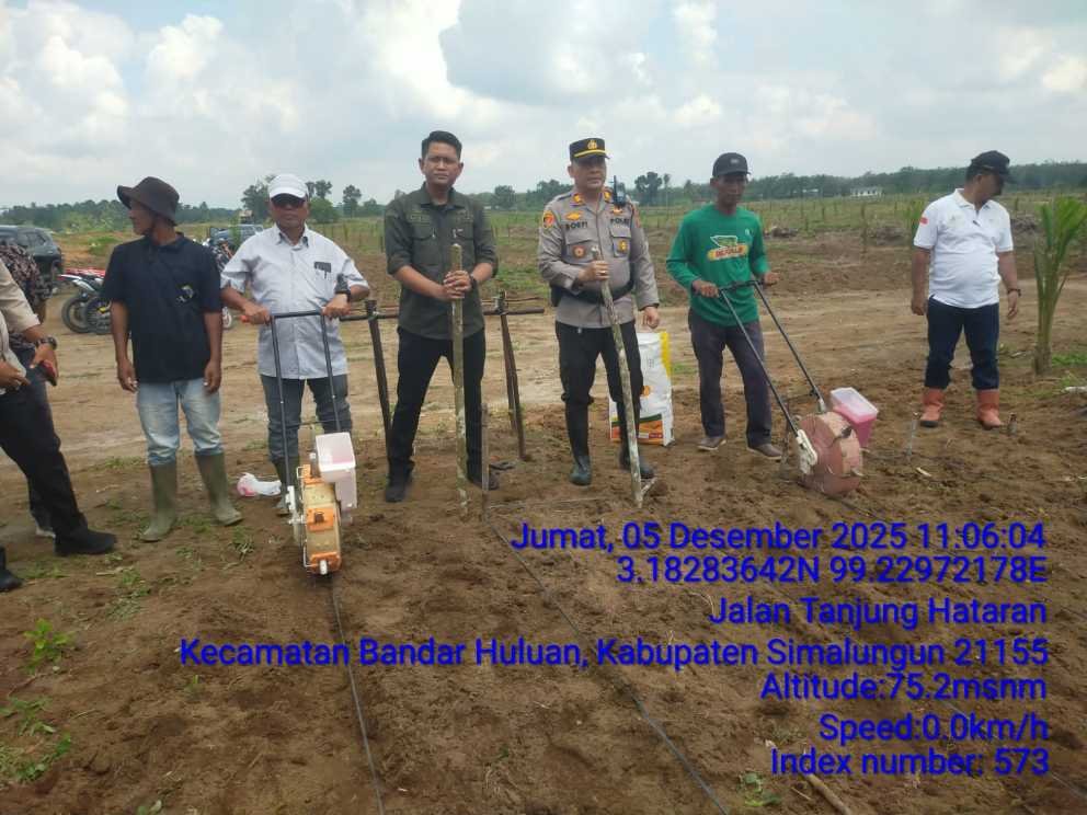 Respon Cepat dan Dekat dengan Masyarakat, Kapolsek Perdagangan Hadiri Penanaman Perdana Jagung di Lahan 72,5 H PTPN IV Bandar Betsy