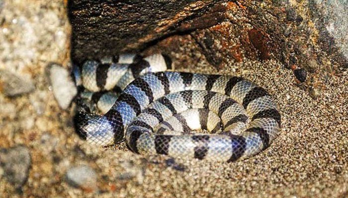 Ular suci penjaga Pura Tanah Lot Bali
